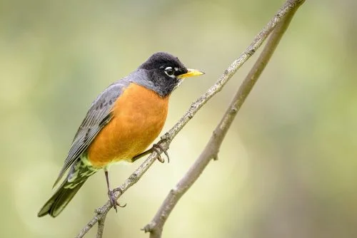 American Robin