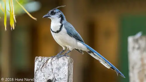 white-throated magpie-jay 