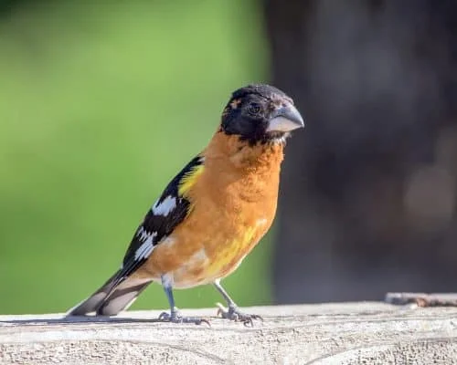 Black-headed Grosbeak