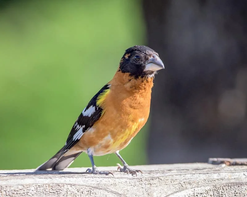 North American Birds with Orange Bellies (15 Species with Sound and