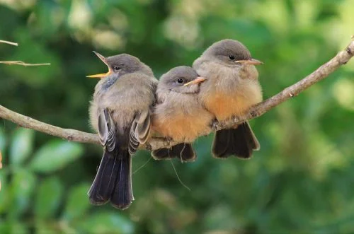 Say’s Phoebe