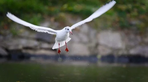 Black-headed Gull