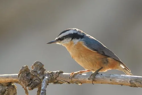 Red-breasted Nuthatch