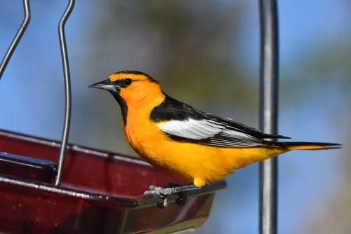 Bullock’s Oriole