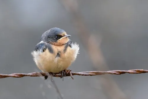 Barn Swallow