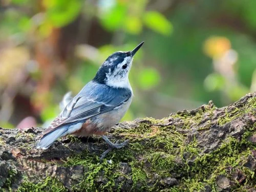 White-breasted Nuthatch