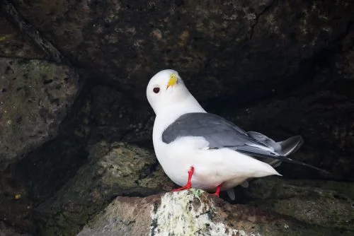 red-legged kittiwake 