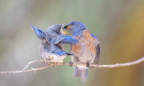 The western Blue Bird