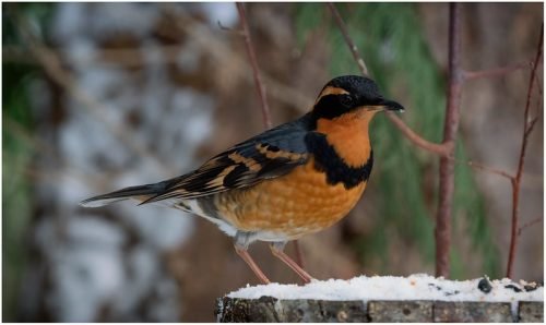 Varied Thrush