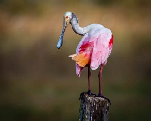 Roseate Spoonbill 