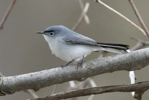 Blue-gray Gnatcatcher 