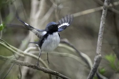 black-throated blue warbler's 