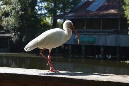 American White Ibis 