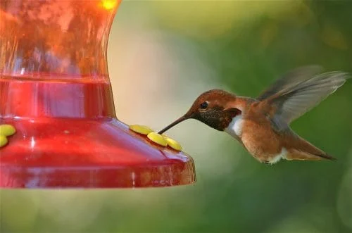 Rufous Hummingbird