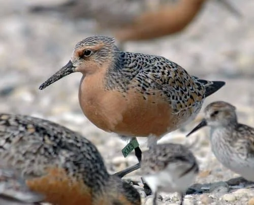 Red Knot