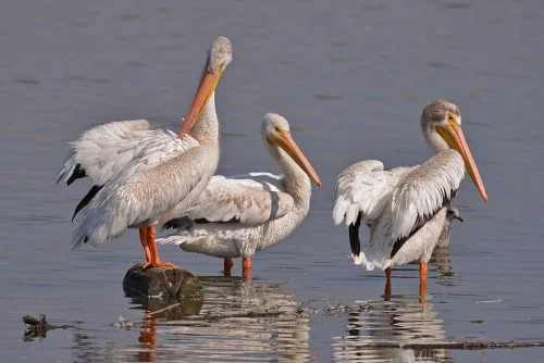 American White Pelican 