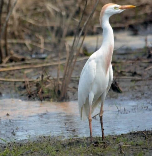 Cattle Egret