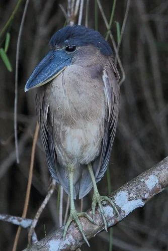 Boat-billed Heron