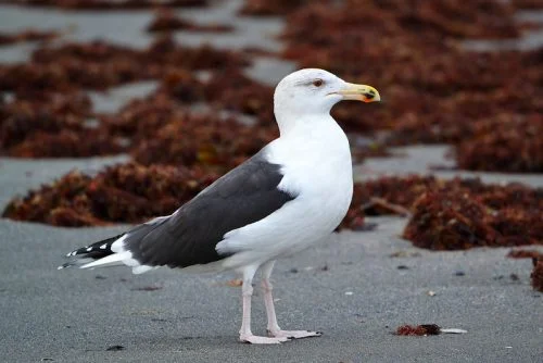 Great Black-backed Gull