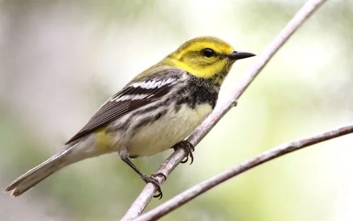 Black-throated Green Warbler