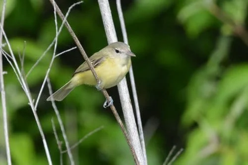 Bell’s Vireo