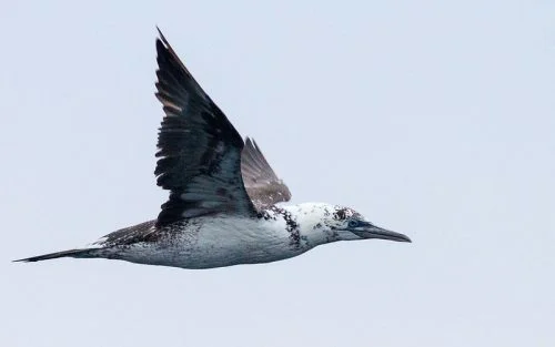 Northern Gannet