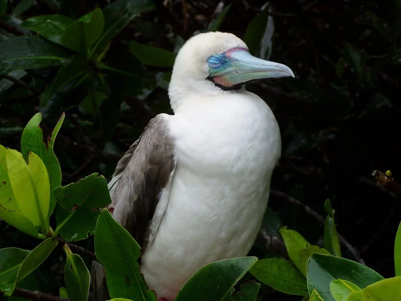 red-footed booby