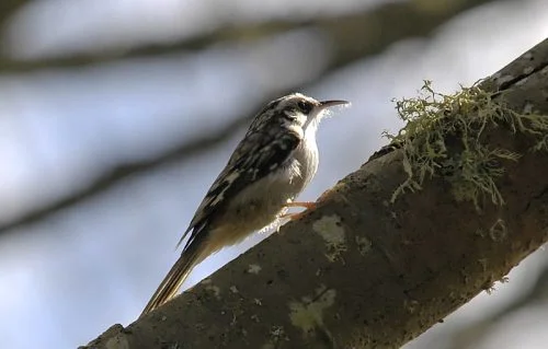 Brown Creepers