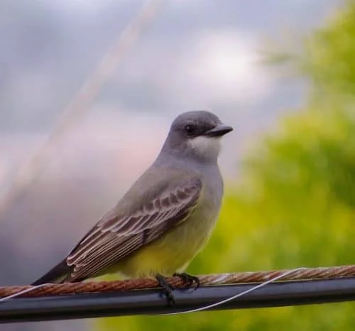 Cassin’s Kingbird