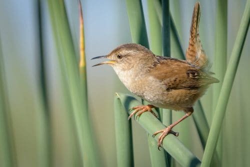 marsh wren 