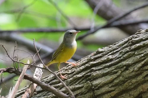 Mourning warbler