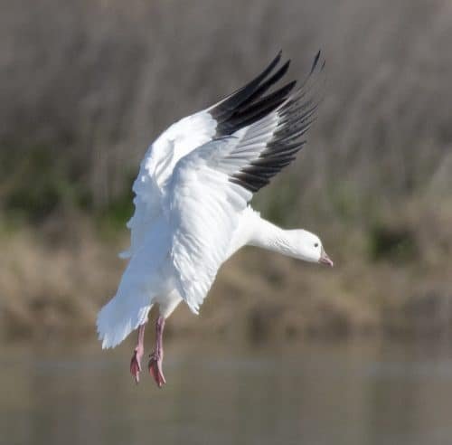 Snow Goose