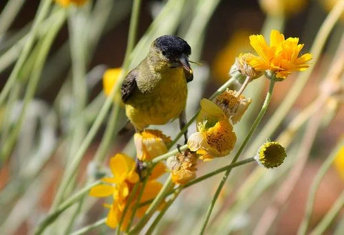 Lesser Goldfinch