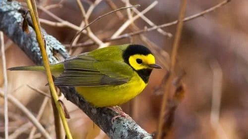 Hooded Warbler