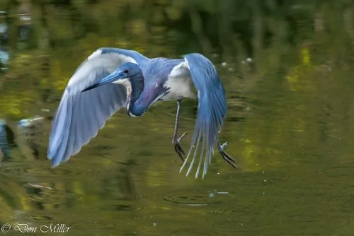 Tricolored Heron