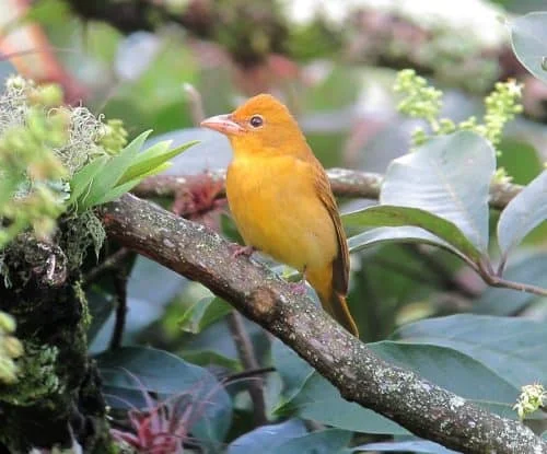 Summer Tanager