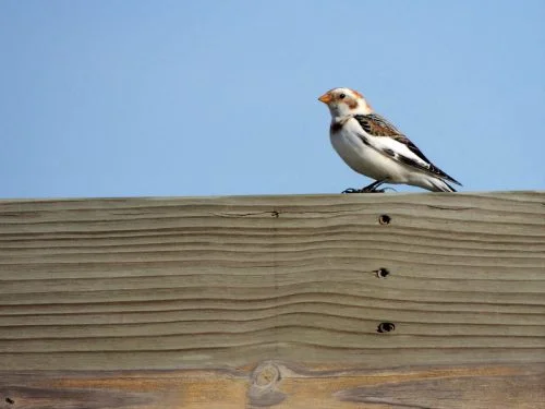 Snow Bunting