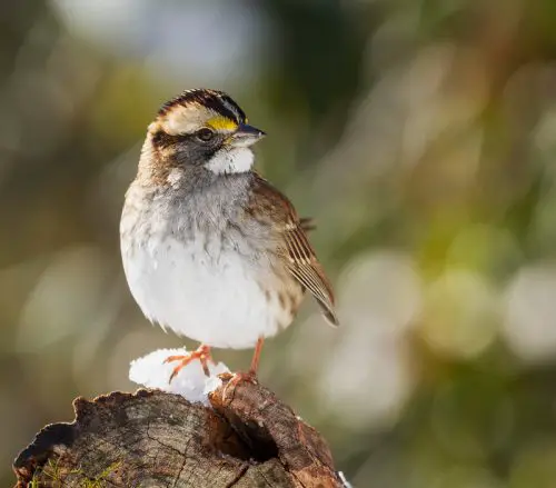 White-throated sparrows 