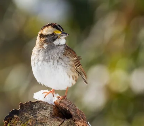 White-throated sparrows