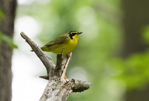 Kentucky Warbler