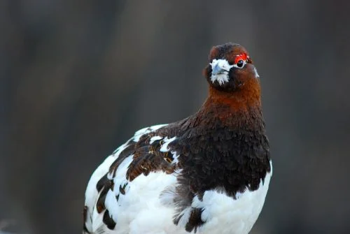 Rock Ptarmigan