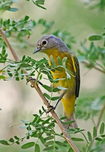 Yellow-breasted Chat