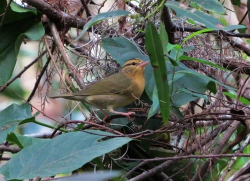 Worm Eating Warbler