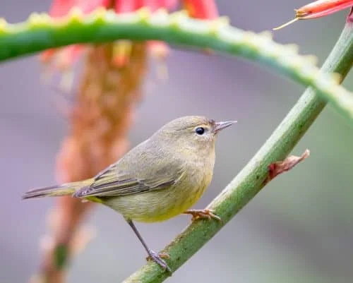 Orange-Crowned Warbler