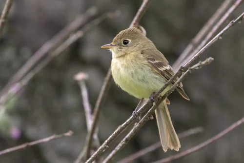 Pacific Slope Flycatcher