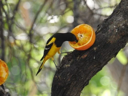 Scott’s Oriole