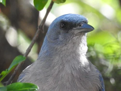 Mexican jay 