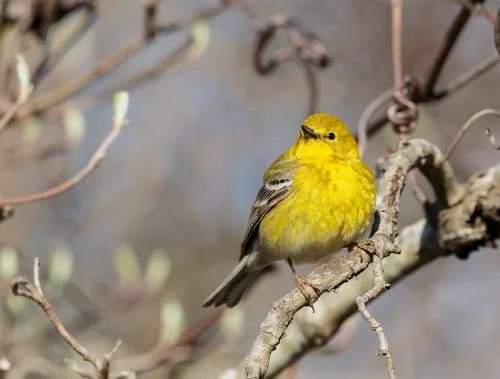 Pine Warbler