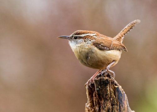 Carolina Wren