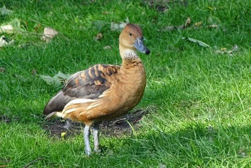 Fulvous Whistling-Duck